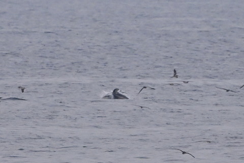 カマイルカDSC_7584 (1)