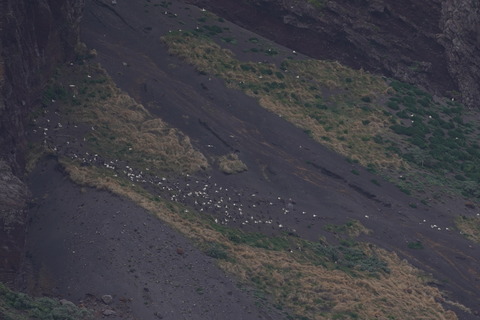 アホウドリ従来営巣地DSC06763 (1)