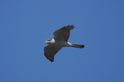オオタカDSC01093 (1)