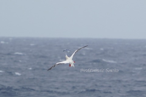 アカアシカツオドリDSC00381 (1)