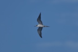 セグロアジサシDSC_4750