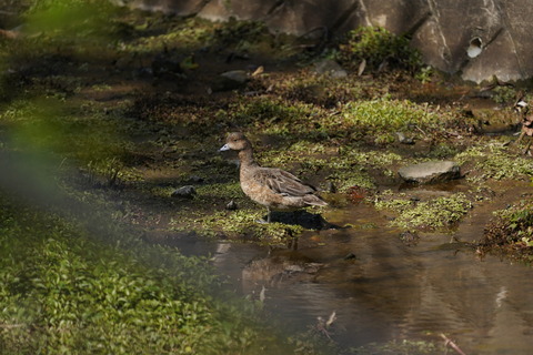 DSC004010003