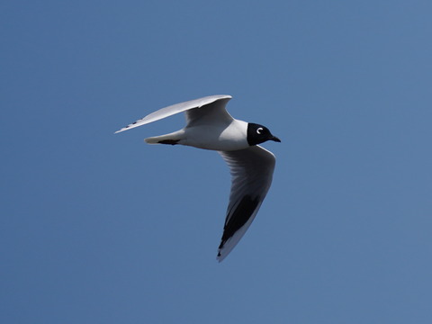 ズグロカモメDSC08813 (1)