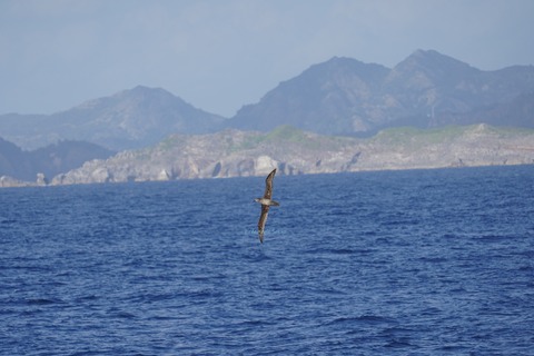 クロアシアホウドリと南島