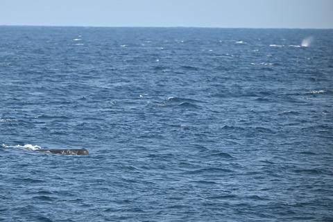 マッコウクジラDSC_7108 (2)