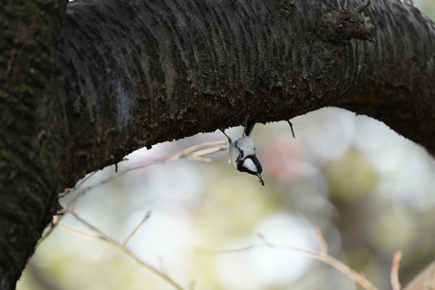 シジュウカラDSC08634 (1)