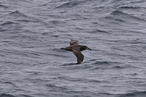クロアシアホウドリDSC_5932 (1)