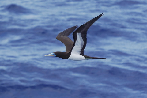 カツオドリDSC01954 (1)