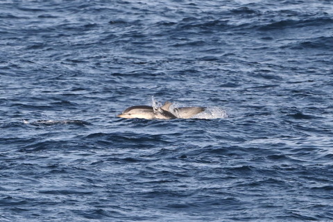 スジイルカDSC_5660 (1)