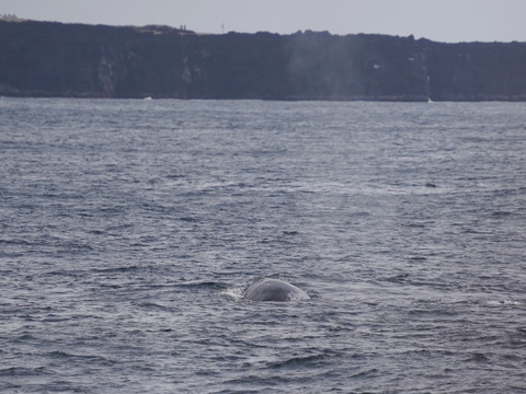 ザトウクジラ三宅島DSC08213 (1)
