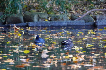 オオバンと銀杏DSC01719