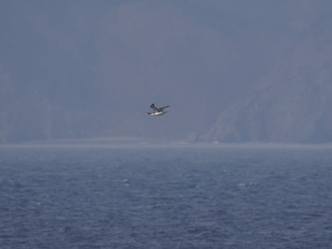 オオハムDSC09850 (1)