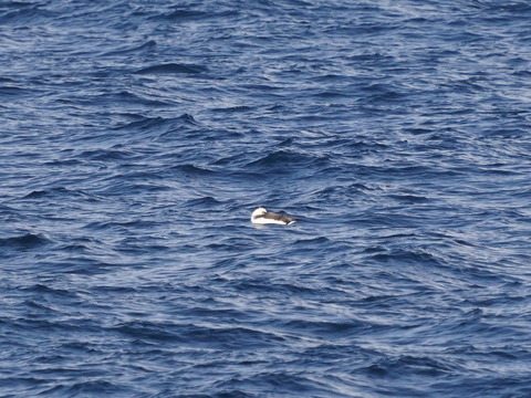 コアホウドリDSC08257 (1)