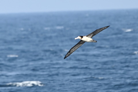 アホウドリDSC_7399 (1)