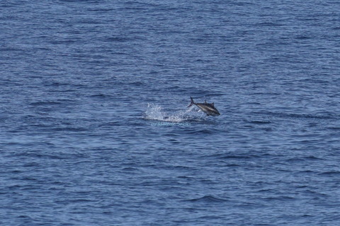 マグロDSC05256