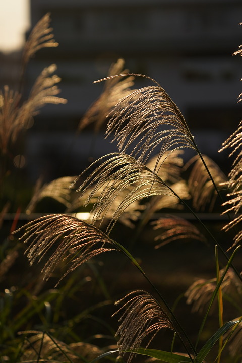 DSC087770001