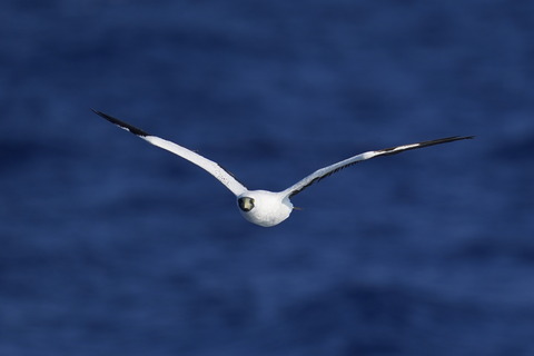 アオツラカツオドリDSC01598 (1)