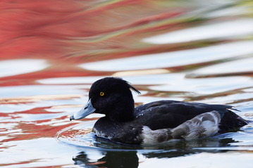 キンクロハジロ2DSC01480