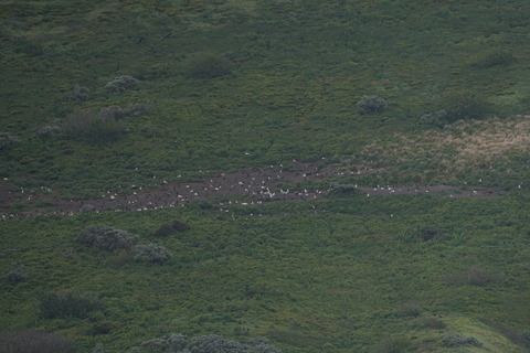 アホウドリ営巣地(新)DSC06726 (1)0001
