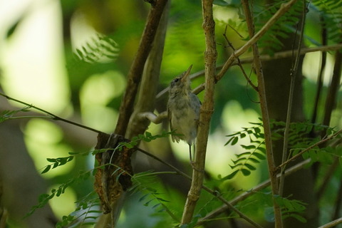 ハシナガウグイスDSC01485 (1)
