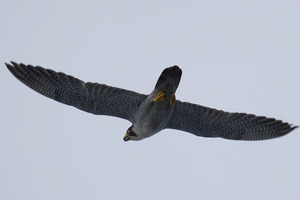 ハヤブサDSC07195 (1)