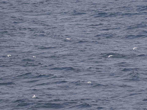 ミツユビカモメDSC09880 (1)
