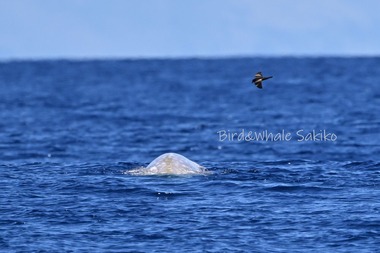 アカボウクジラ＆クロウミツバメDSC_3412