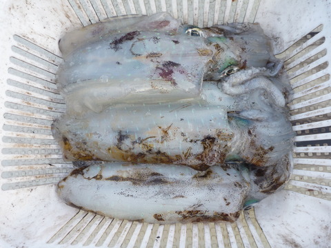 P1050519