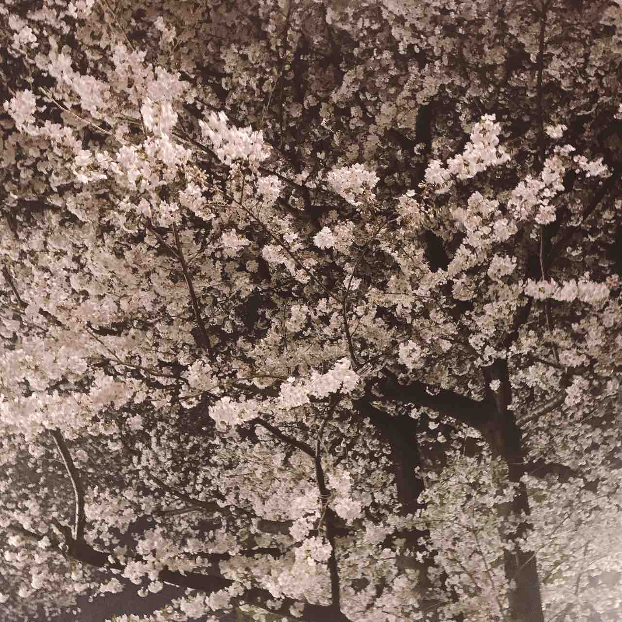 桜満開 水面下で在りつつ 花咲かす 30代女子の日常blog