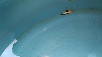 パンダダルマハゼ