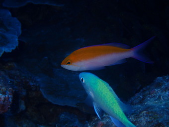 フタイロハナゴイ