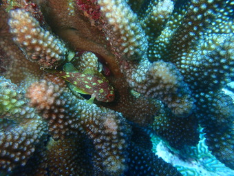 カスリフサカサゴ (1)