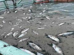 スーパーに出荷直前 軽石で養殖魚500匹が死ぬ 沖縄のモズク漁にも不安 沖縄 カサネあんてな 最新のおすすめまとめアンテナサイト