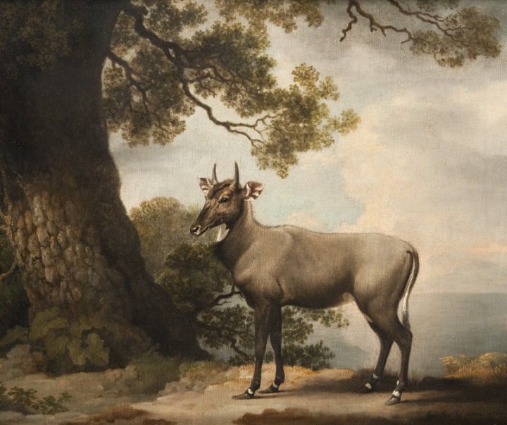 動物たちの西洋絵画その16：スタッブス「ニルガイ」 フェルメール探訪