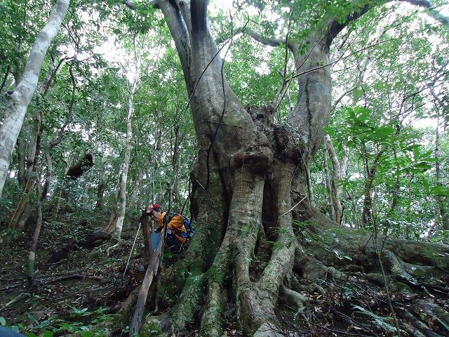 オキナワウラジロガシ 神秘なる奄美大島