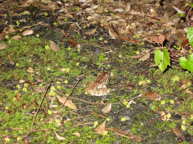 アマミハナサキガエル