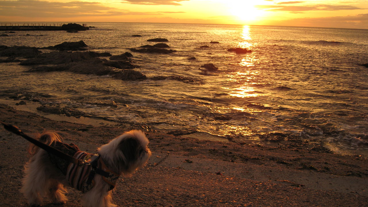 行楽シーズンの参考に７村上市岩ケ崎海岸 眼鏡岩海岸 動画貼り付け版 ビーチドッグ店長日記