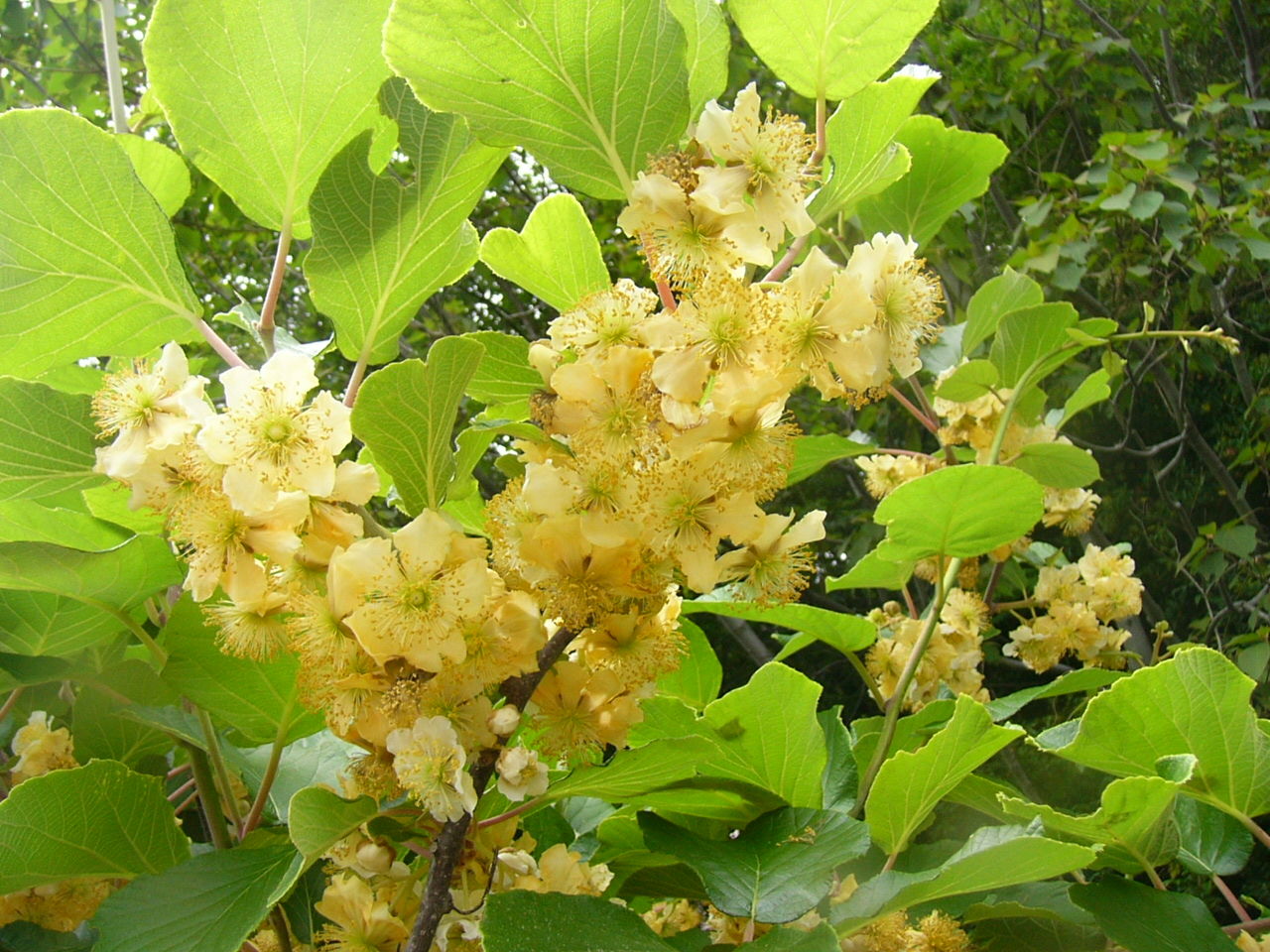 キウイフルーツの花 初夏の薫り １３ Country Seaside Life