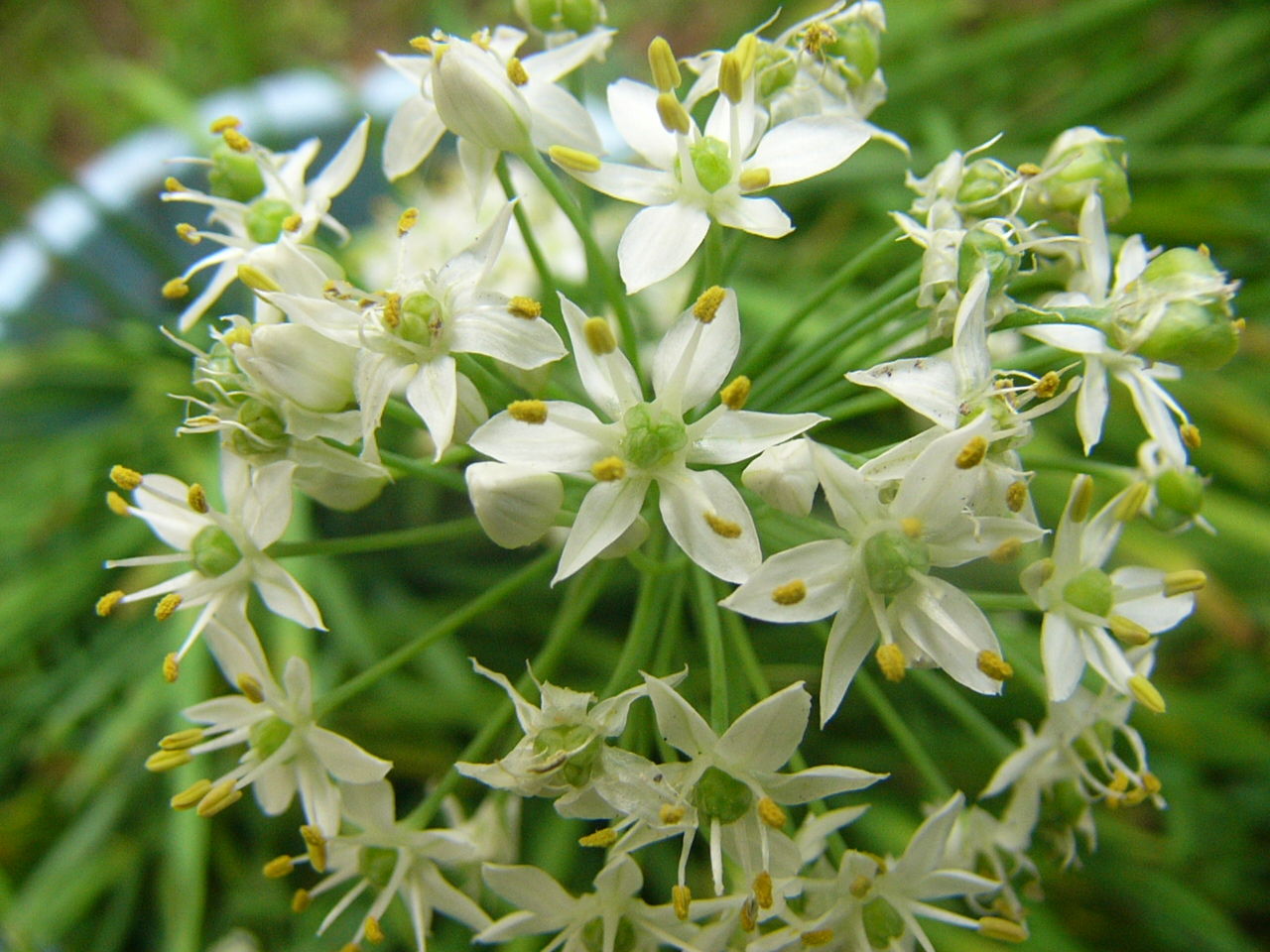 ニラ 韮 韭 の花 Country Seaside Life