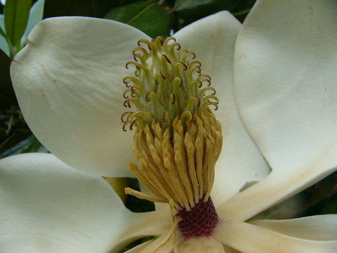 タイサンボク 泰山木 大山木 白い花が咲いている１７ Country Seaside Life