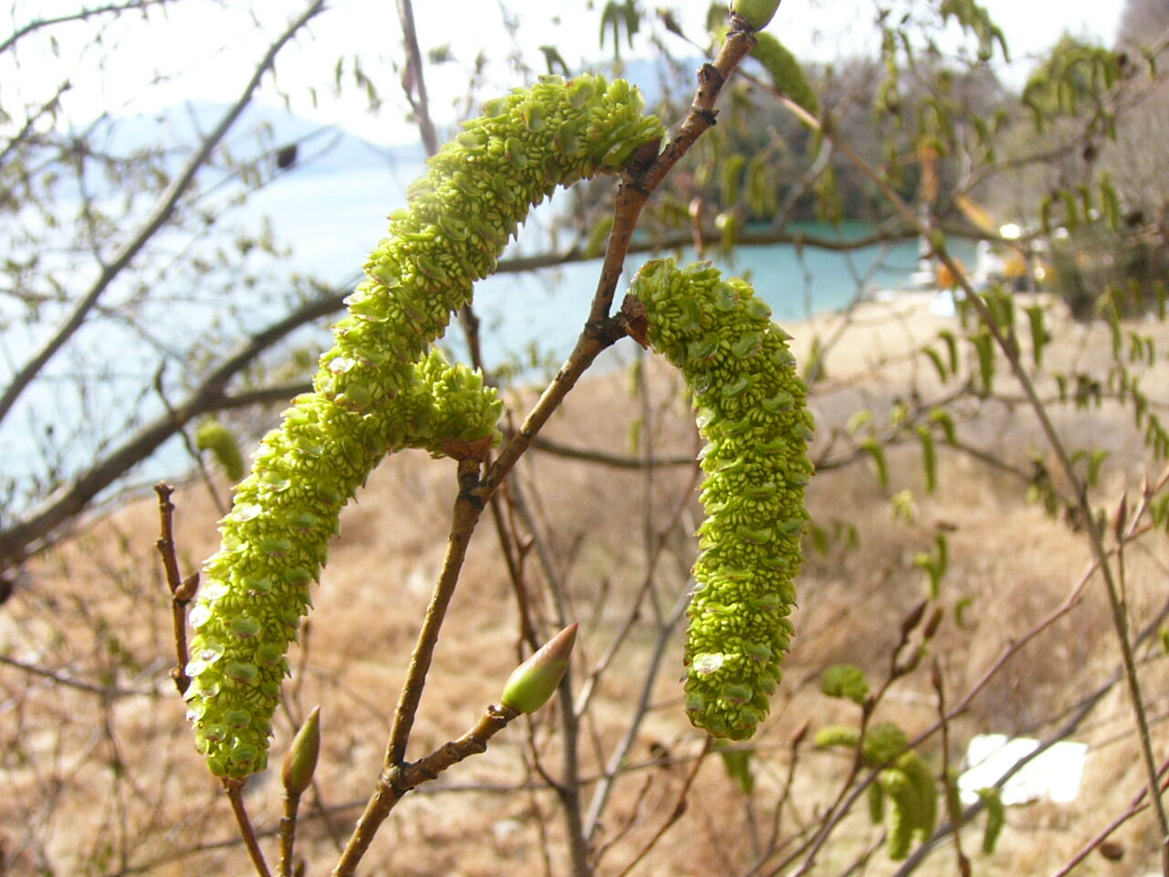 ハンノキ 榛の木 の花満開 １万匹の毛虫の如く Country Seaside Life