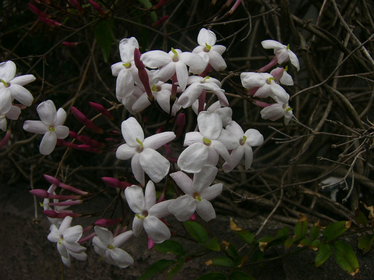 白い小さい花たち Country Seaside Life