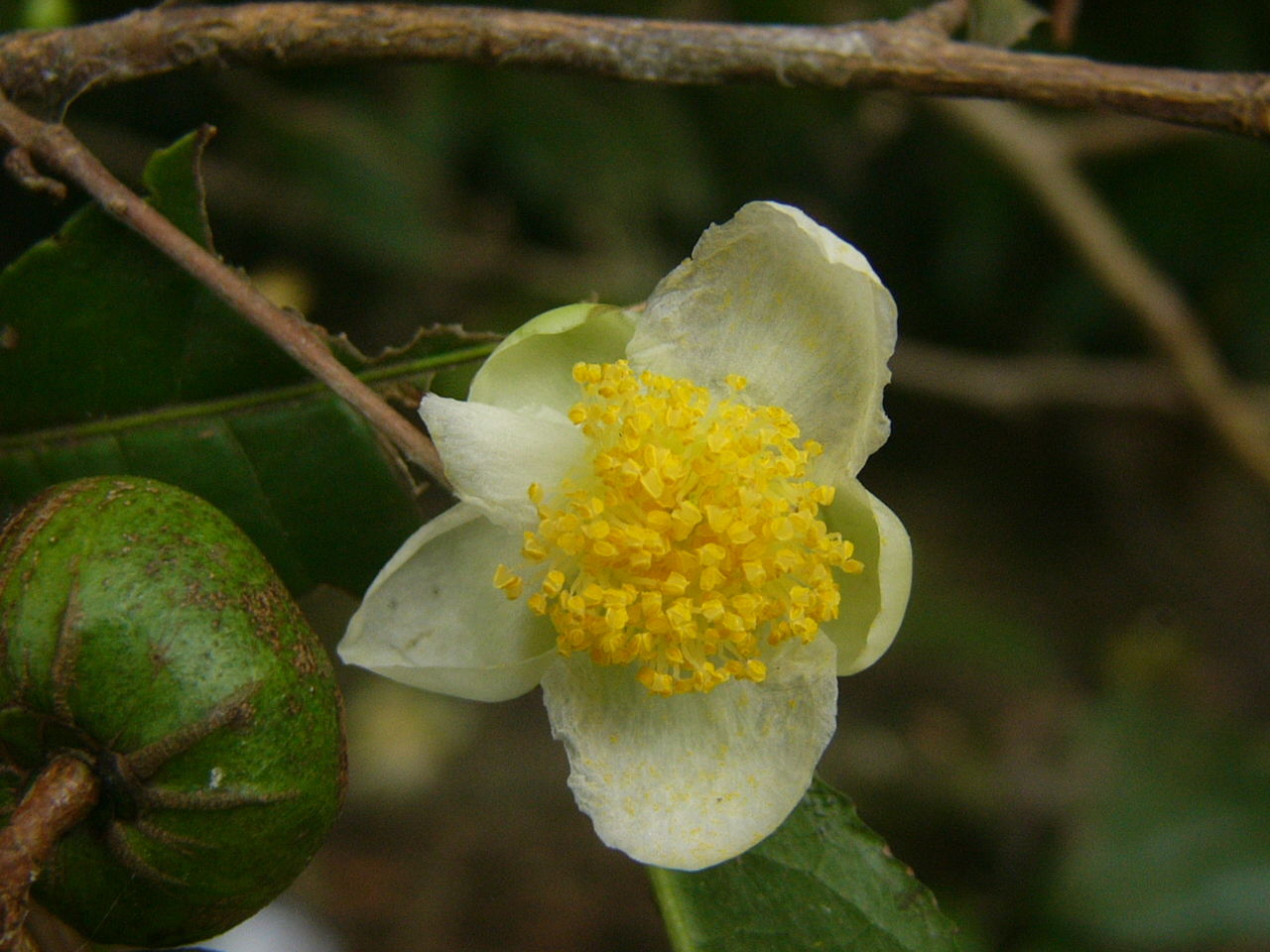 お茶の花と実 Country Seaside Life
