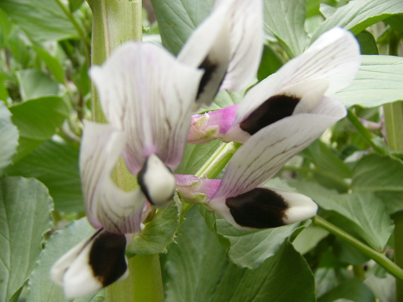 エンドウ 豌豆 ソラマメ 蚕豆 空豆 の花 Country Seaside Life エンドウ 豌豆 ソラマメ 蚕豆 空豆 の花 Country Seaside Life