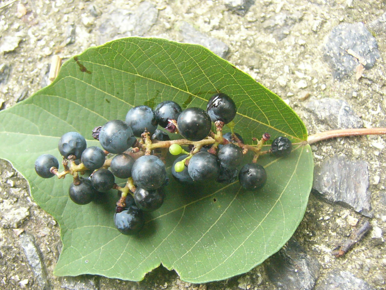 ヤマブドウ 山葡萄 とノブドウ 野葡萄 Country Seaside Life