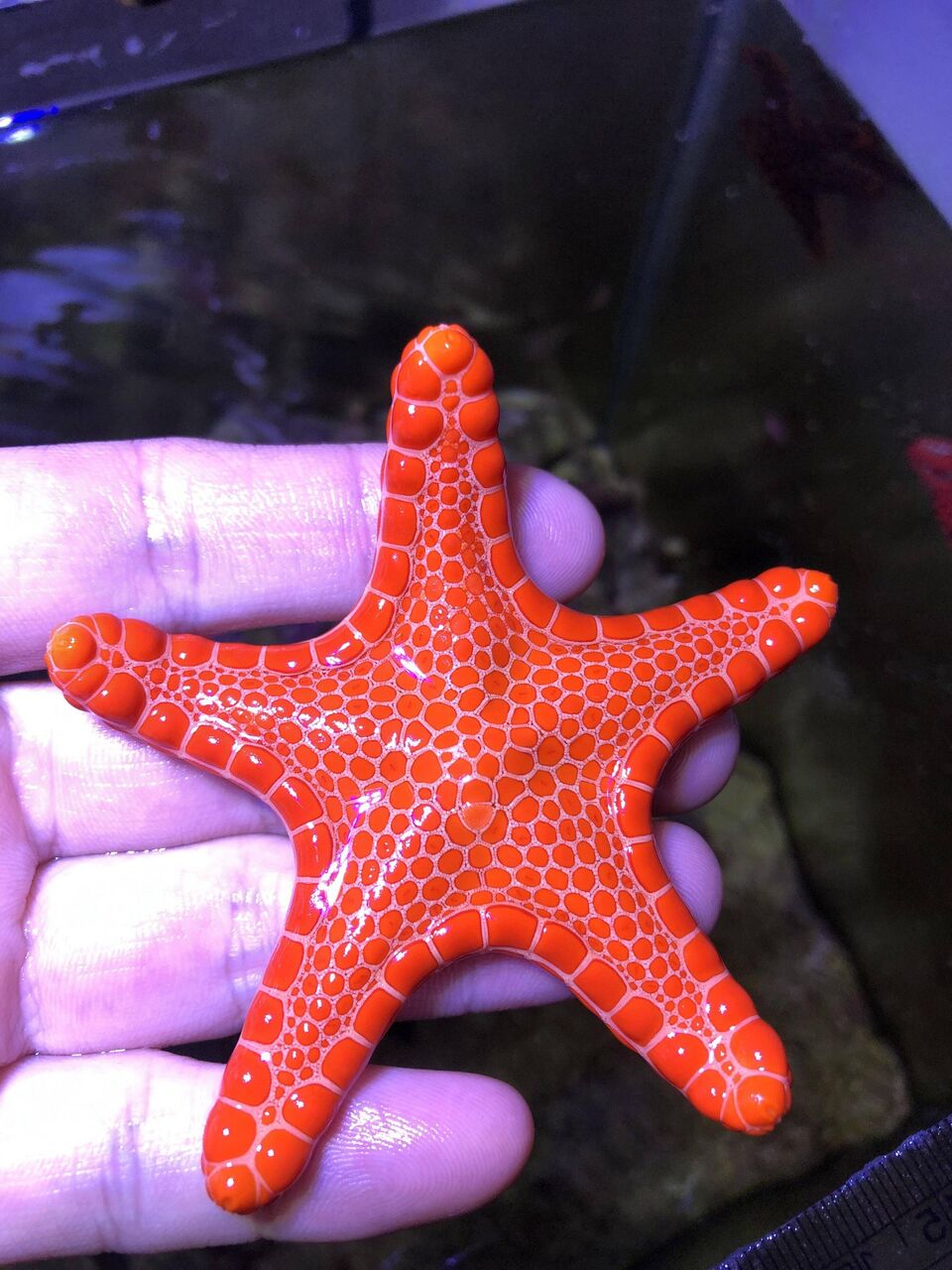 海水魚 白点病対策 海速 かいそく