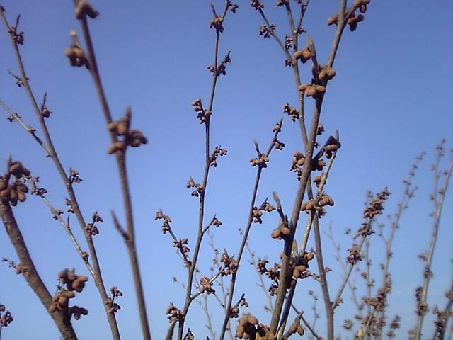 早春に咲く花木 つぼみ膨らむ Seasonal Flower Market
