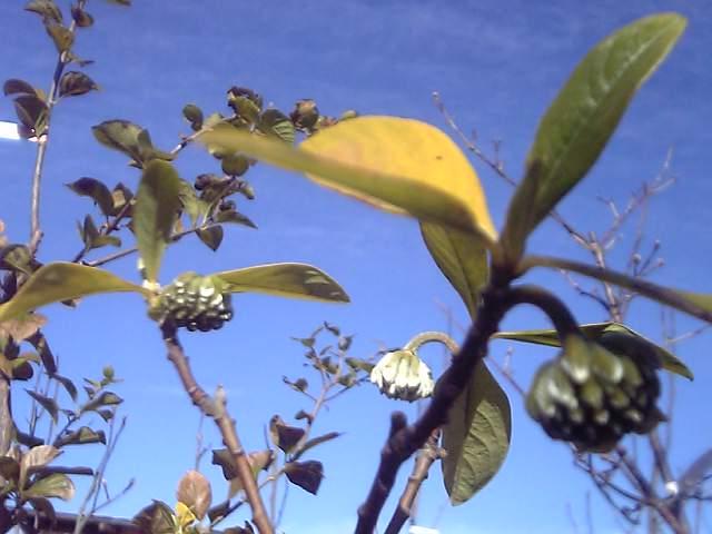 早春に咲く花木 つぼみ膨らむ Seasonal Flower Market