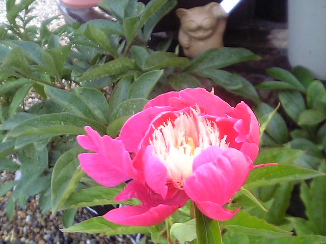 芍薬 ビロードクイーン 苗 Www Hermosa Co Jp