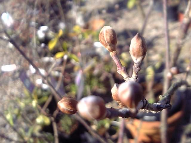 早春に咲く花木 つぼみ膨らむ Seasonal Flower Market
